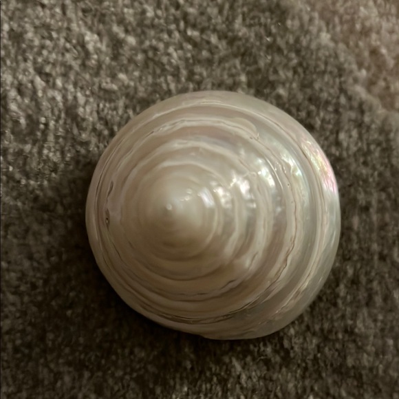 Elegant Swirled Seashell Decor - Picture 2 of 3